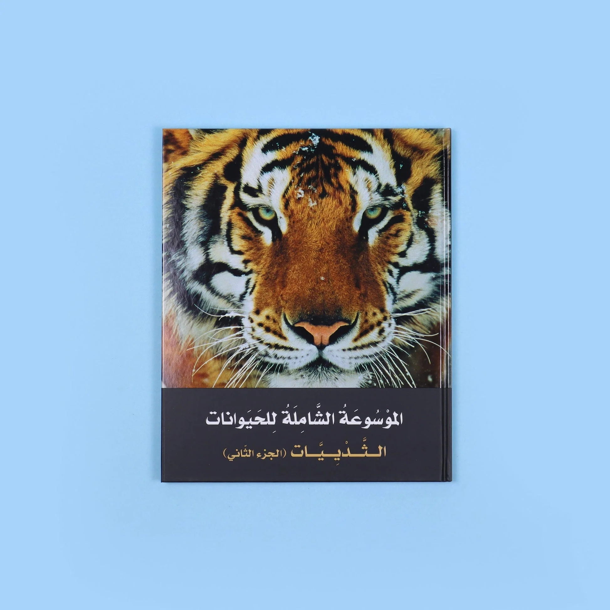 صورة مصغرة 10