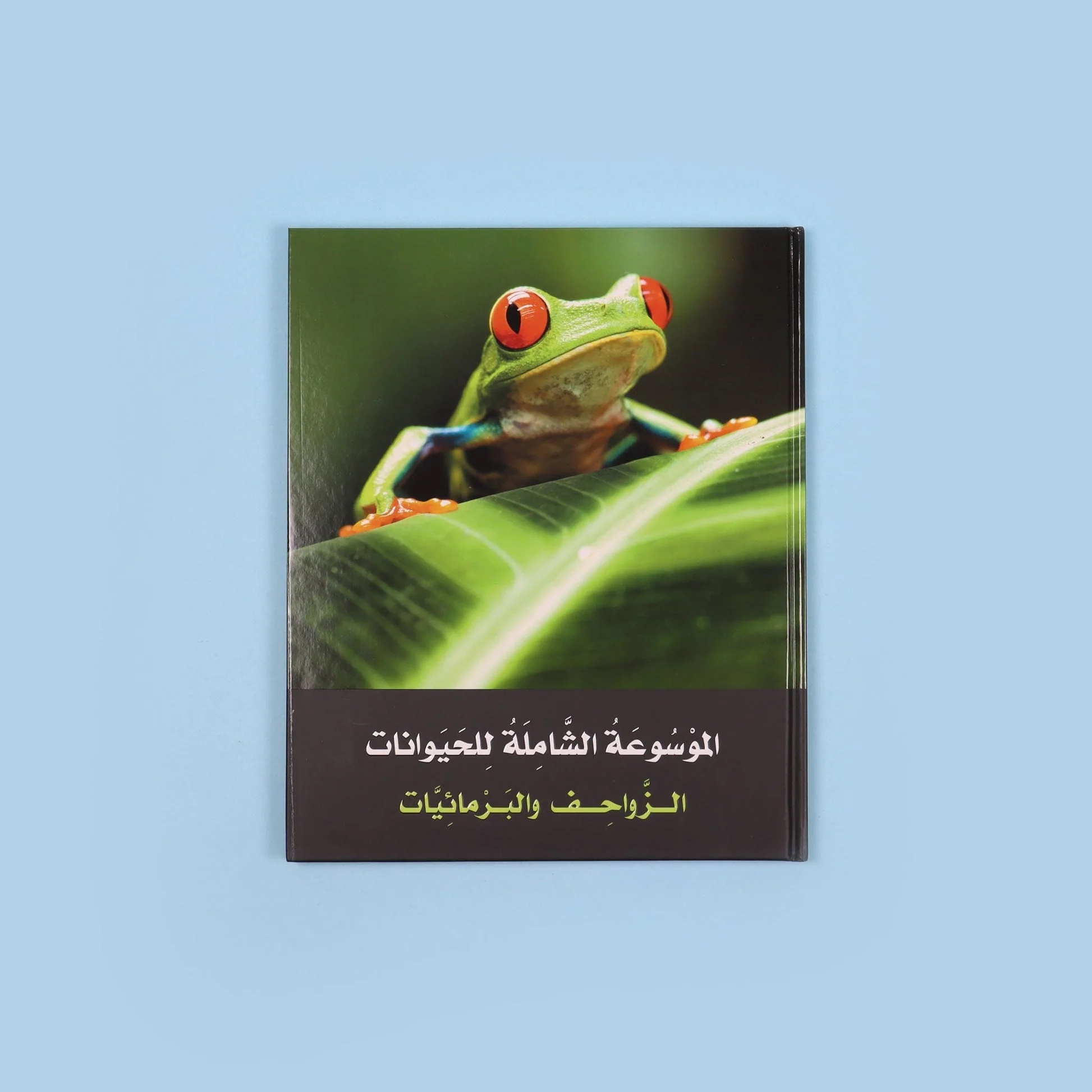 صورة مصغرة 7