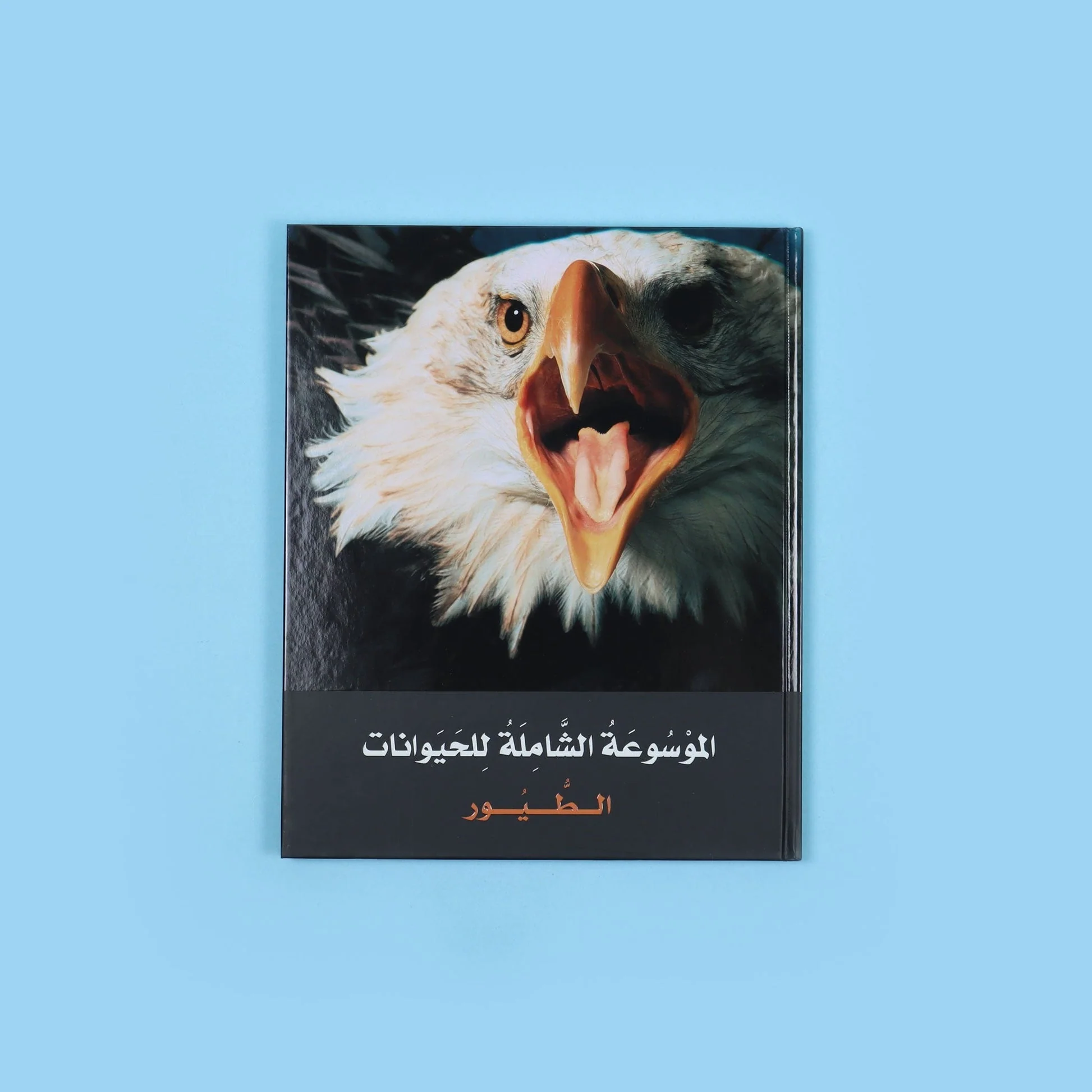 صورة مصغرة 8