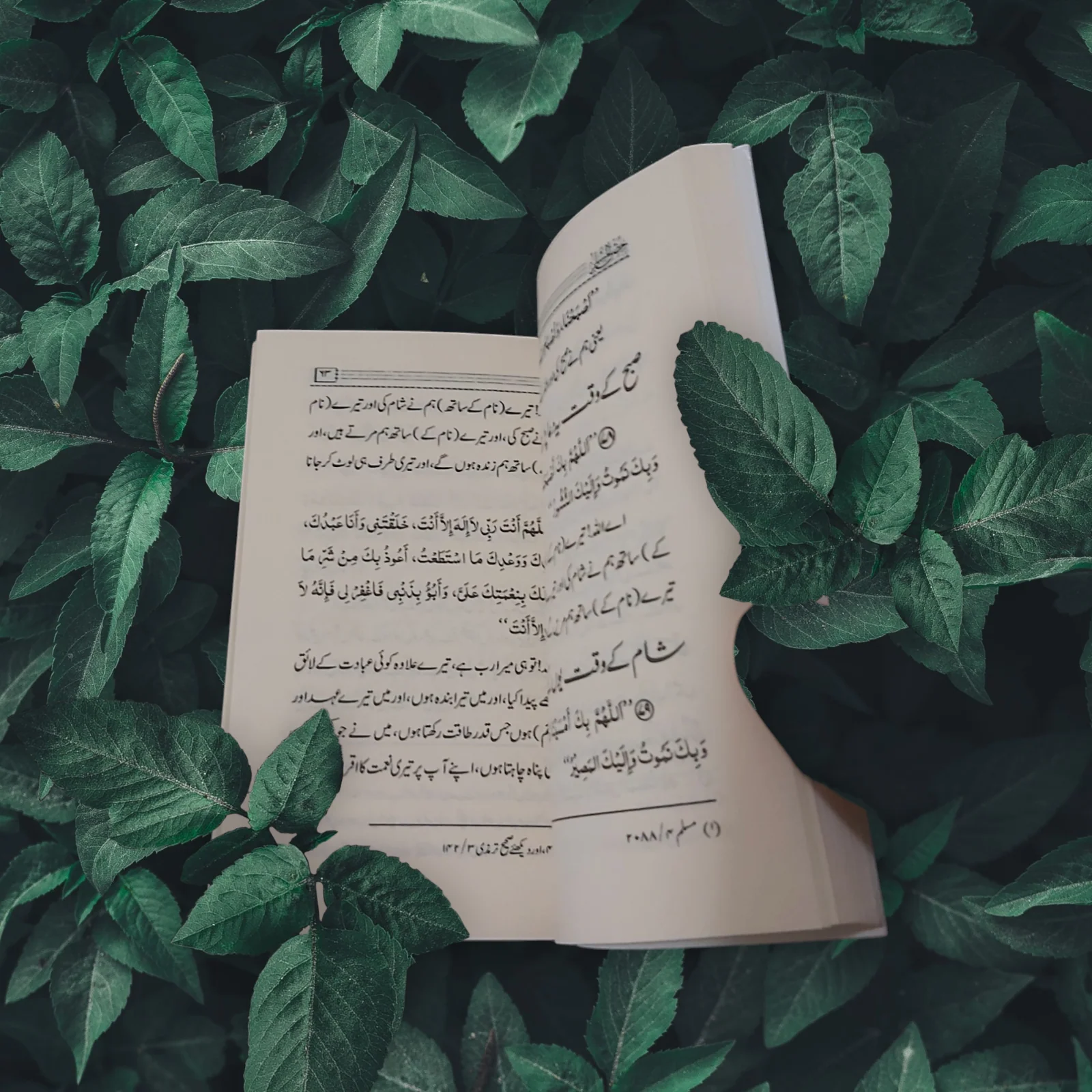 صورة مصغرة 4